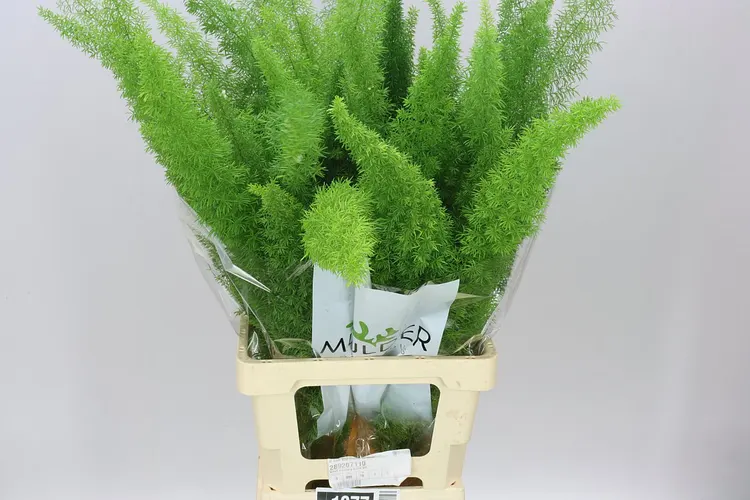 Asparagus Meyers 60 cm