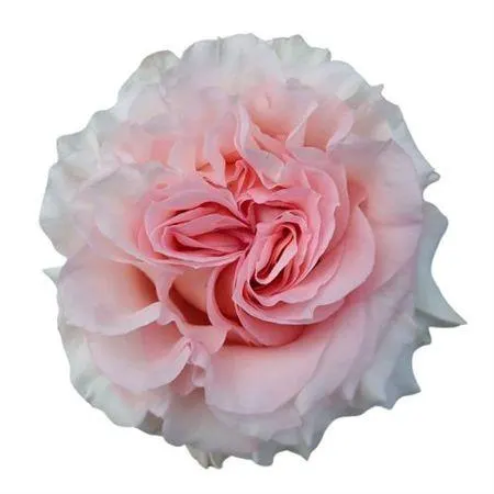 R Gr Powder Fuff 60 cm