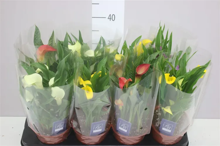 Kala mix črepník 14 cm