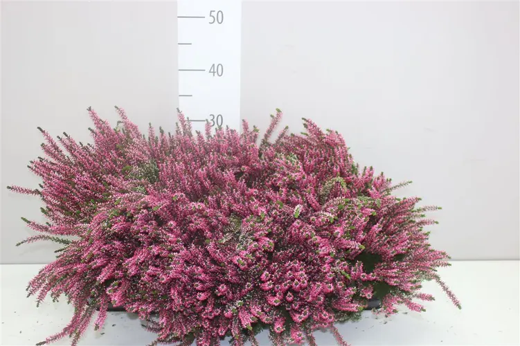 Vres G.girls ružový črepník 12 cm