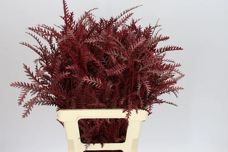 Ivanhoe Bordeaux 60 cm