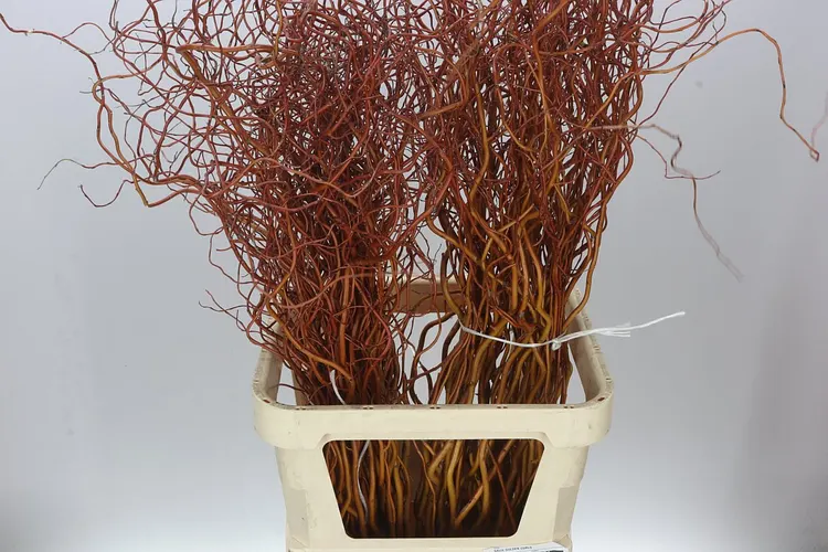Salix Golden Curls 130 cm