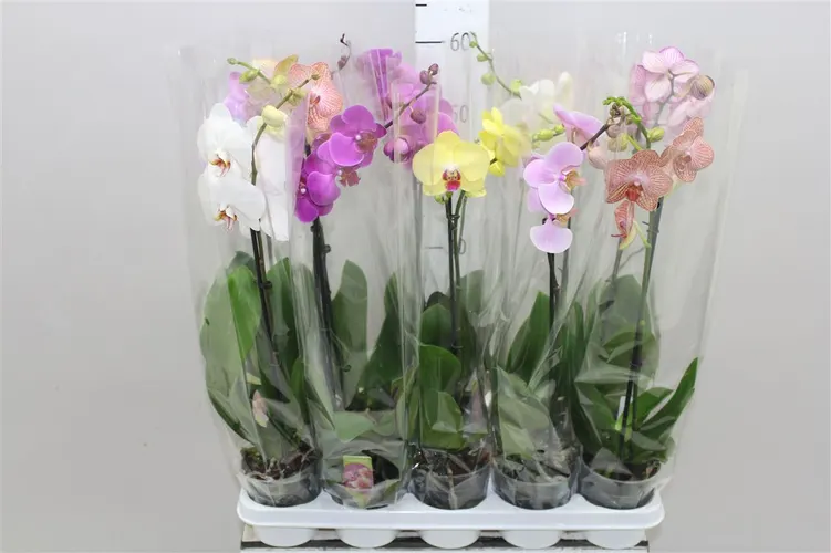 Orchidea Phalaenopsis mix 6+, 1 výhon črepník 12 cm