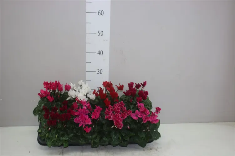 Cyclamen Kl Super Carino Gemengd črepník 10,5 cm