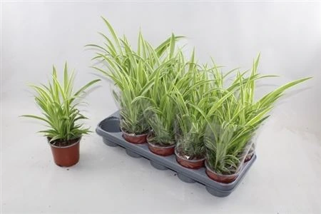 Chlorophytum Comosum Variegatum črepník 12 cm