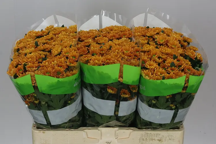 Sant Rossi Orange 55 cm