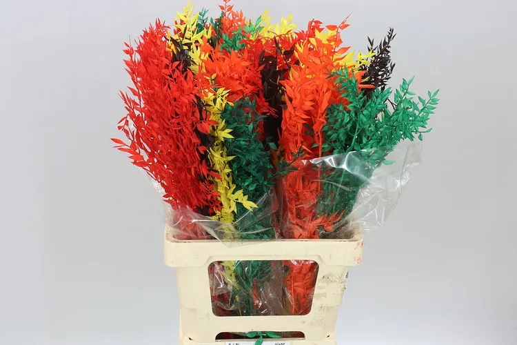 Ruscus Mix 65 cm