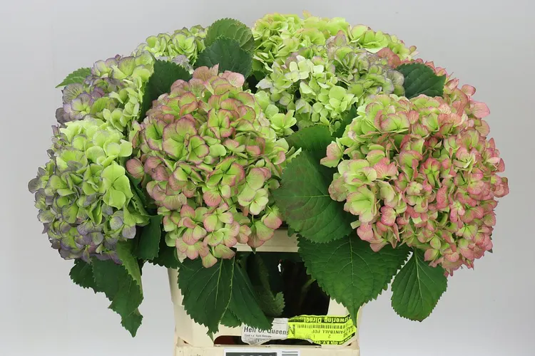 Hortenzia Verena Casino Classic 65 cm
