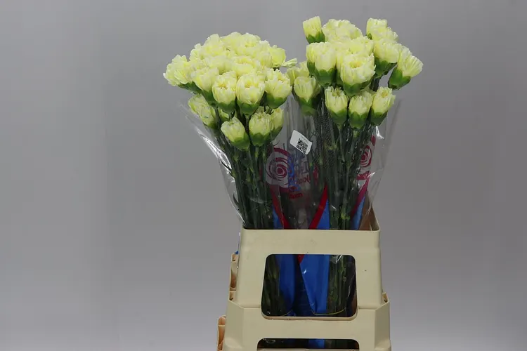 Di St Cream 70 cm