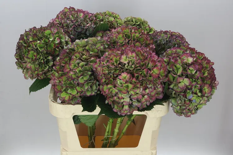 Hortenzia Glow Alps Purple Classic 80 cm