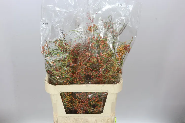 Šípky Corallo 70 cm