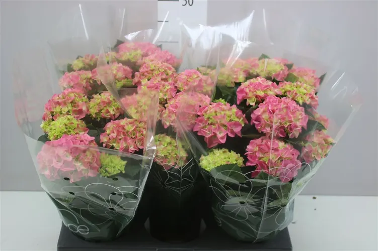 Hortenzia črepníková Hi Halo Pink 7+ črepník 14 cm