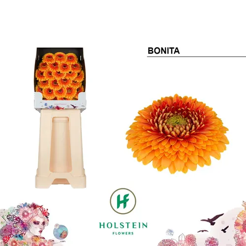 Germ D P Bonita 55 cm