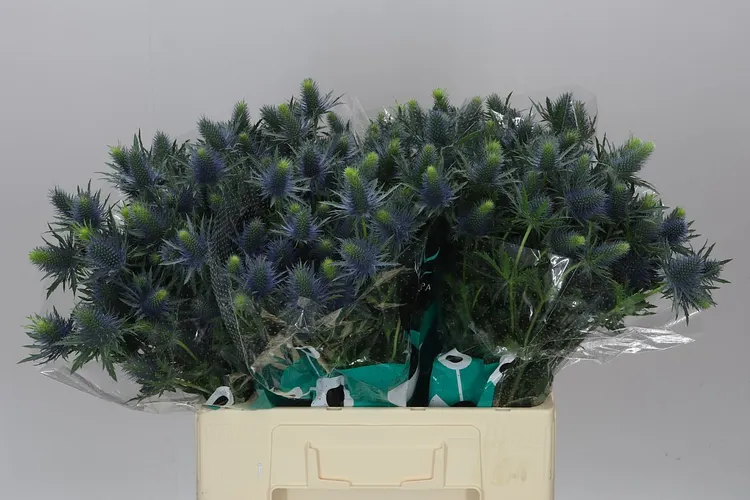 Eryngium Supernova 60 cm