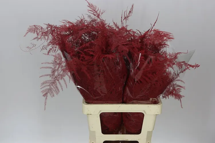 Asparagus Extra Veren Red 65 cm