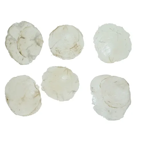 Mušle Capiz biele 200 g