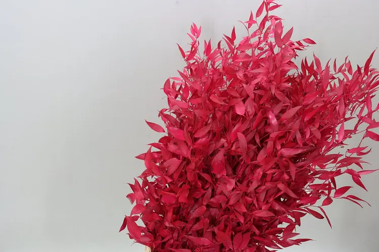 Ruscus Long Cerise 70 cm