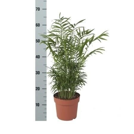 Chamaedorea Elegans črepník 17 cm