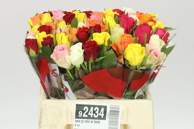 Rosa Gr Mix In Bunch Ex 40 cm