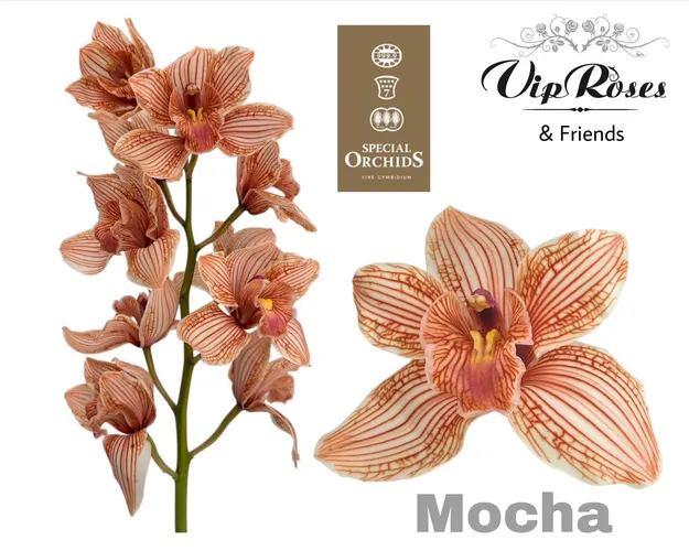 Cymb Dyed Mocha 80 cm