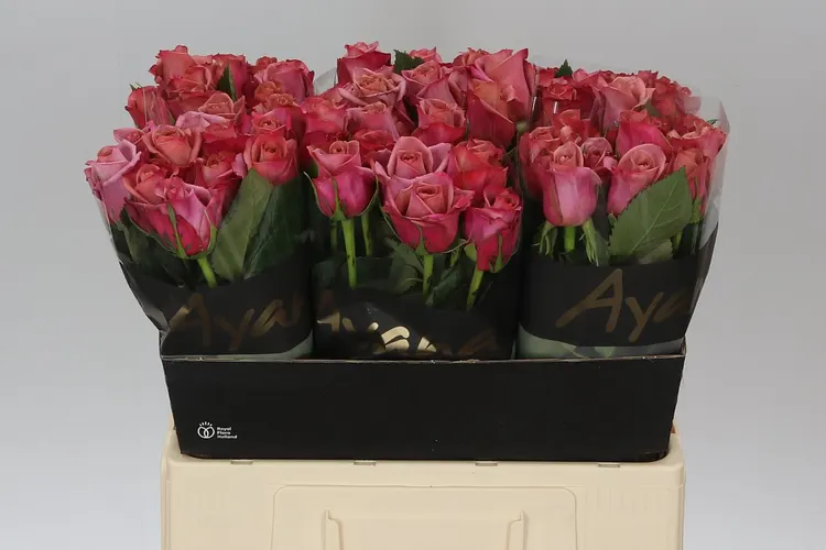 Rosa Gr Barista 60 cm