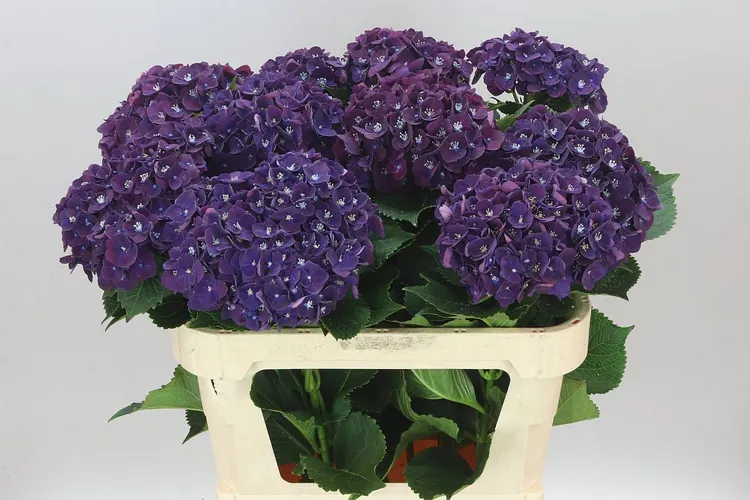 Hyd Mon Amour Purple 80 cm