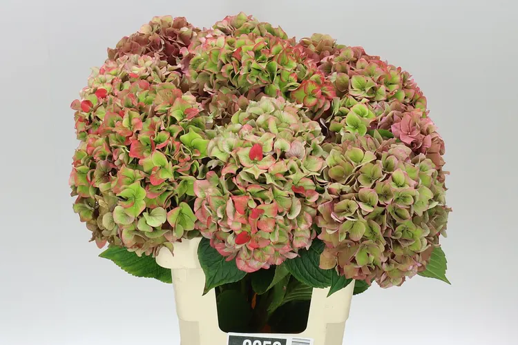 Hortenzia Rodeo Classic 60 cm