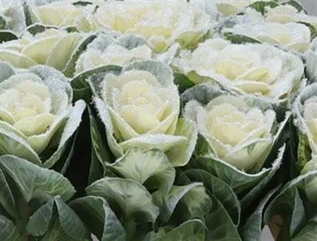 Brassica Powdered White Glitter 60 cm