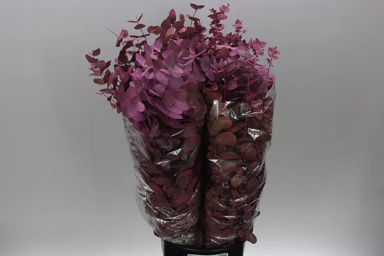 Cinerea Pink 75 cm