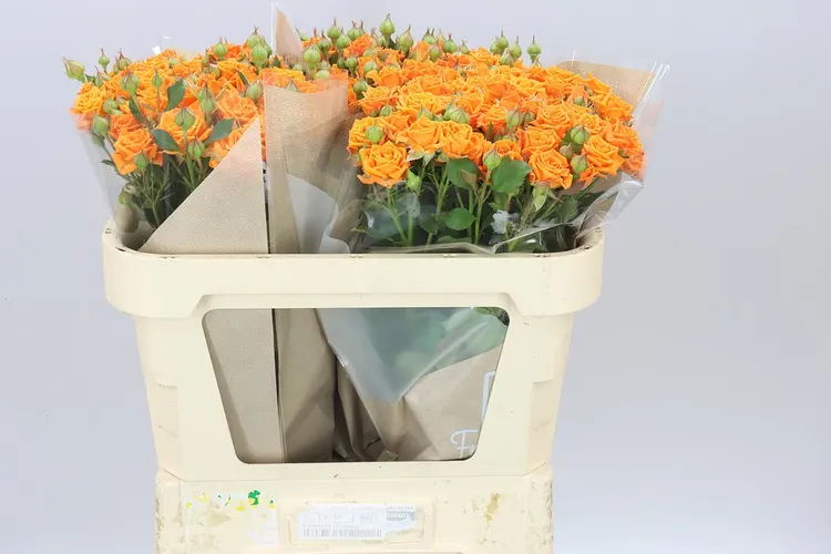 Ruža trsová Orange Queen 70 cm