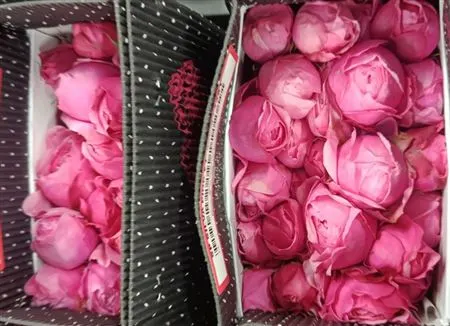 Rosa Tr Ec Silva Pink 40 cm
