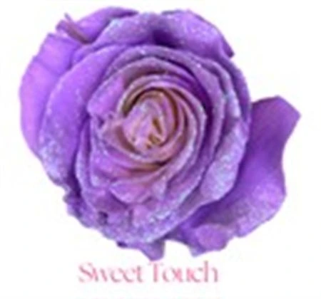 Ruža farbená Sweet Touch, Ekvádor 50 cm