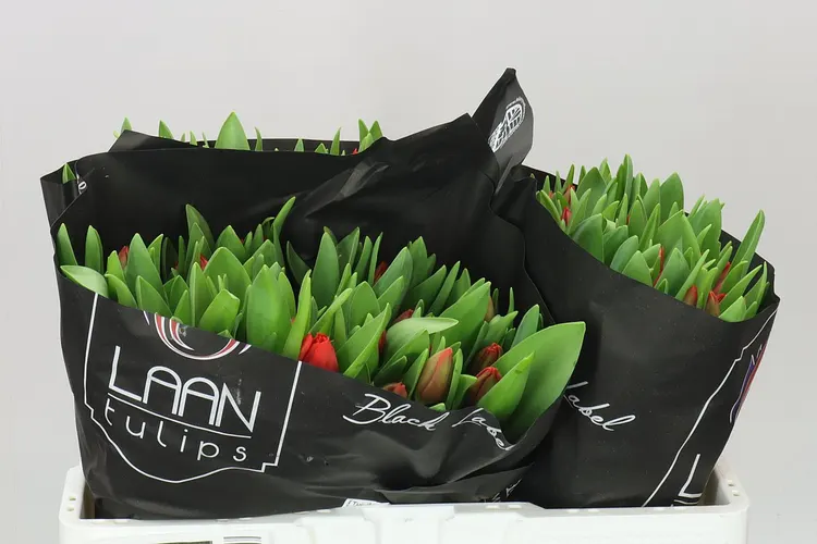 Tulipán jednoduchý Escape 37 cm