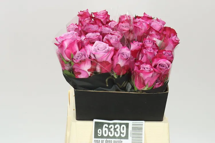Ruža Deep Purple 40 cm