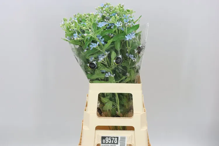Oxypetalum Coeruleum 70 cm