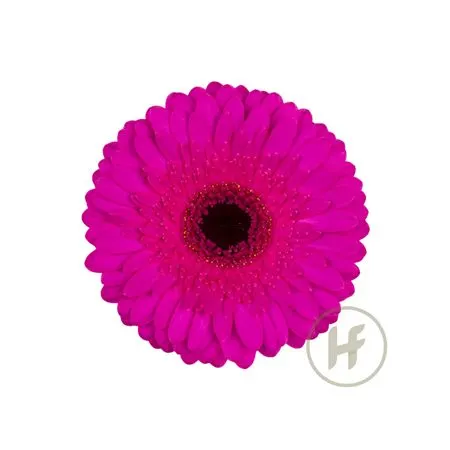 Germ Neon 45 cm