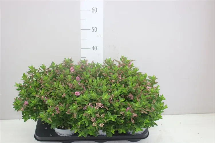 Hebe All Blooms Samiri Pink črepník 15 cm