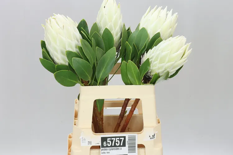 Protea Cynaroides Arctic Ice 60 cm