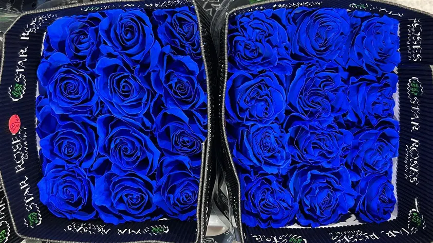 Ruža farbená Blue, Ekvádor 50 cm
