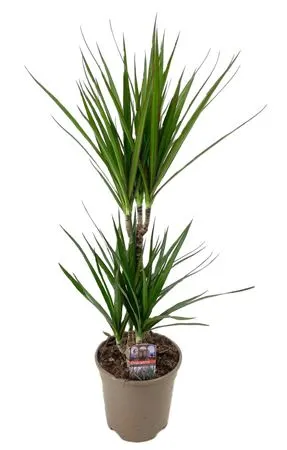 Dracaena Marginata Green 30-10 črepník 17 cm