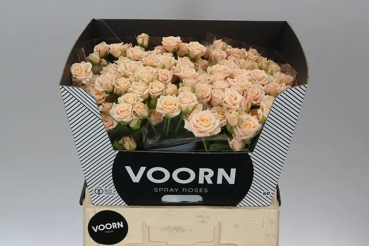 Rosa Tr Tanja 60 cm