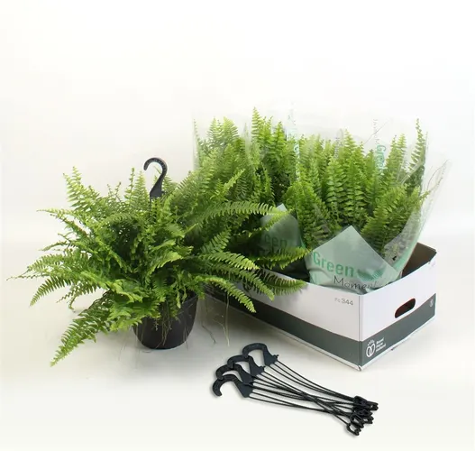 Nephrolepis Green Moment, závesný črepník črepník 19 cm