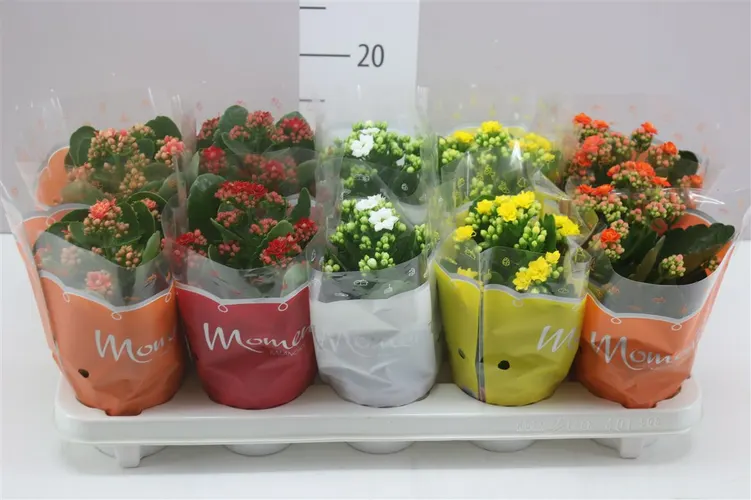 Kalanchoe Calandiva mix črepník 10,5 cm