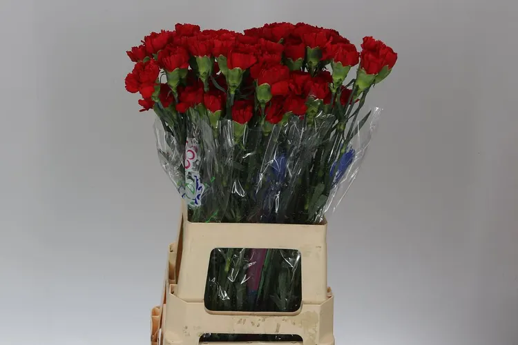 Di St Red 70 cm