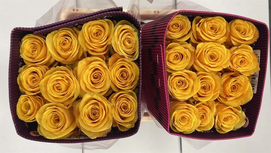 Rosa Gr Ec Bumblebee 70 cm