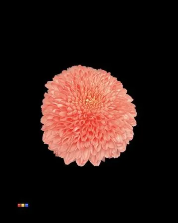 Chr G Superbowl Red 80 cm