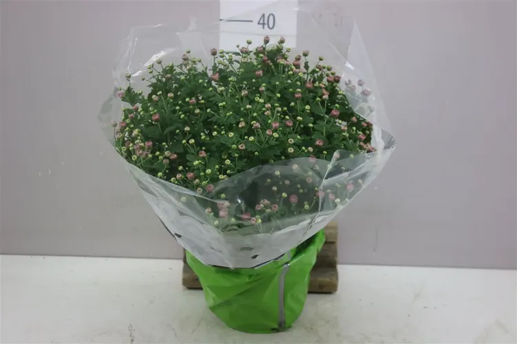 Chrysanth Bol Jasoda Pink črepník 19 cm