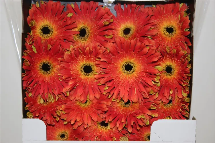 Gerbera Diamond Pasta Flair 55 cm