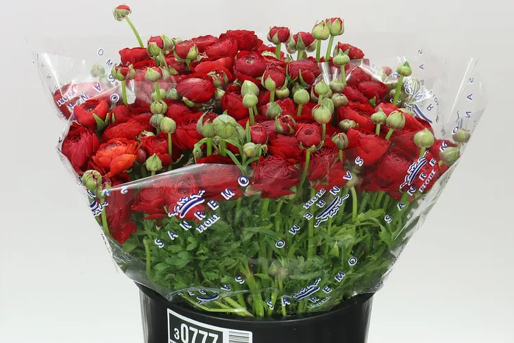 Iskerník Red 40 cm