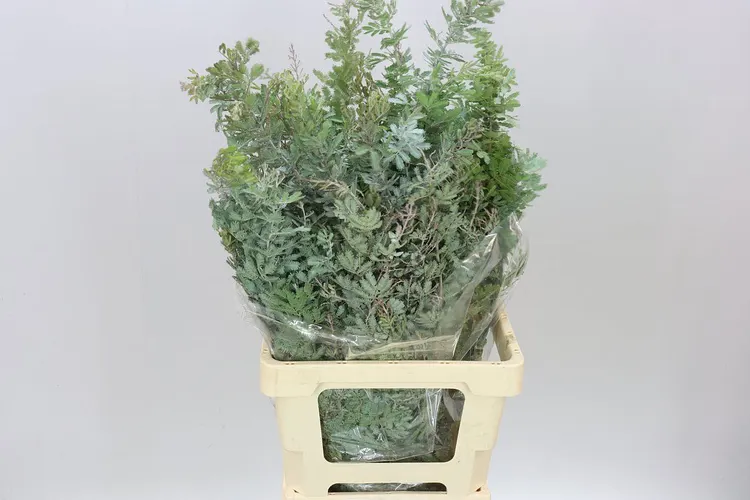 Mimosa Balejana 100 Cm 100 cm